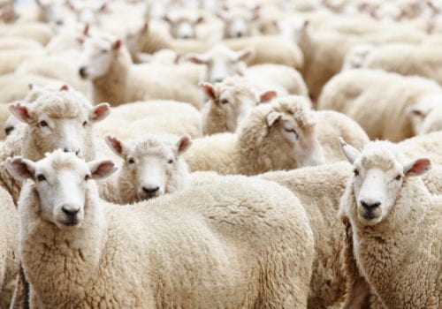 herd of sheep wool felt