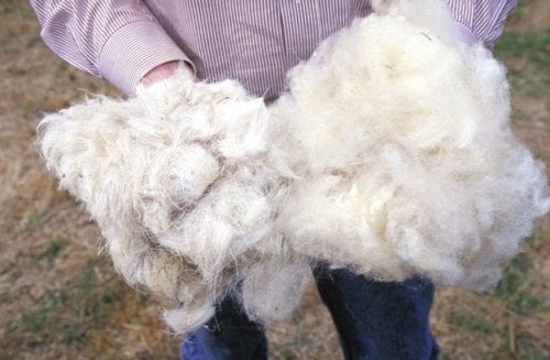 man holding wool fiber