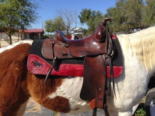 black and red felt saddle pad on horse